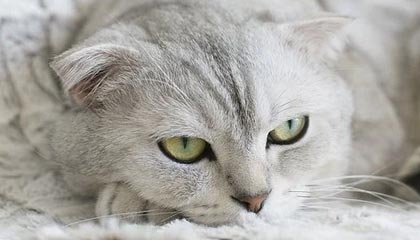 九游入口-众星热议阿德巴约83分：怎么做到的并不重要 重要的是你做到了